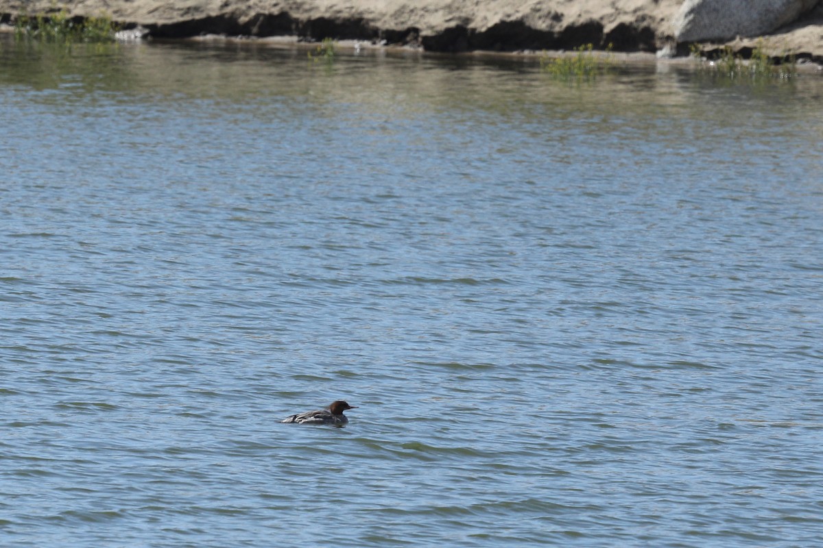 Common Merganser - ML319190591