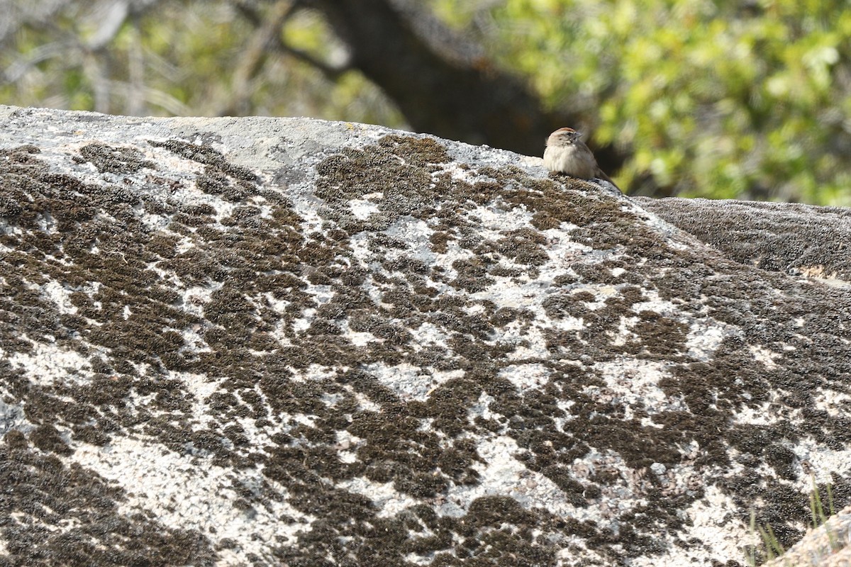 Rufous-crowned Sparrow - ML319190921