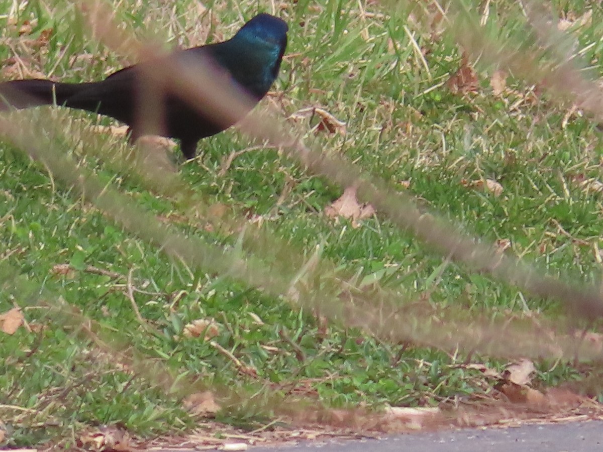 Common Grackle - ML319191171