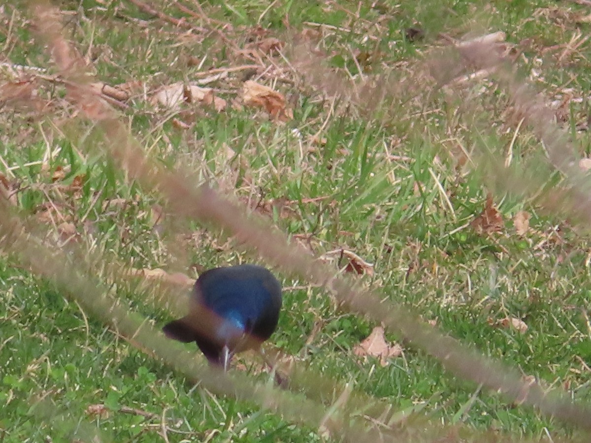 Common Grackle - Gregory Allen