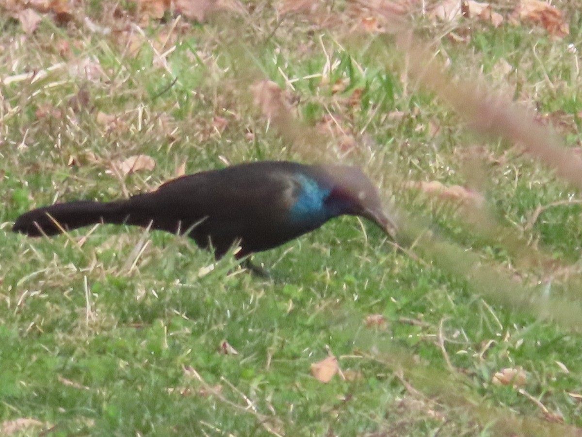 Common Grackle - ML319191291