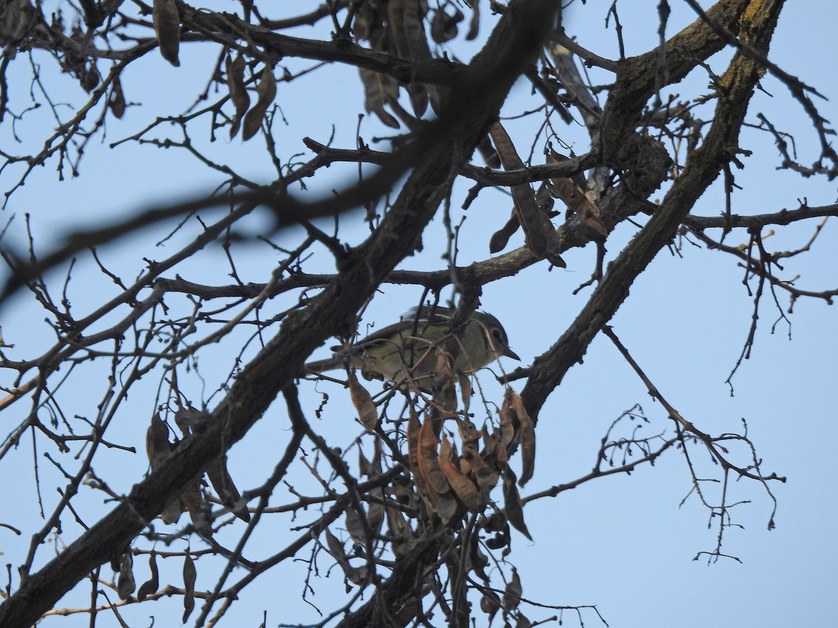 Cassin's Vireo - ML31919131