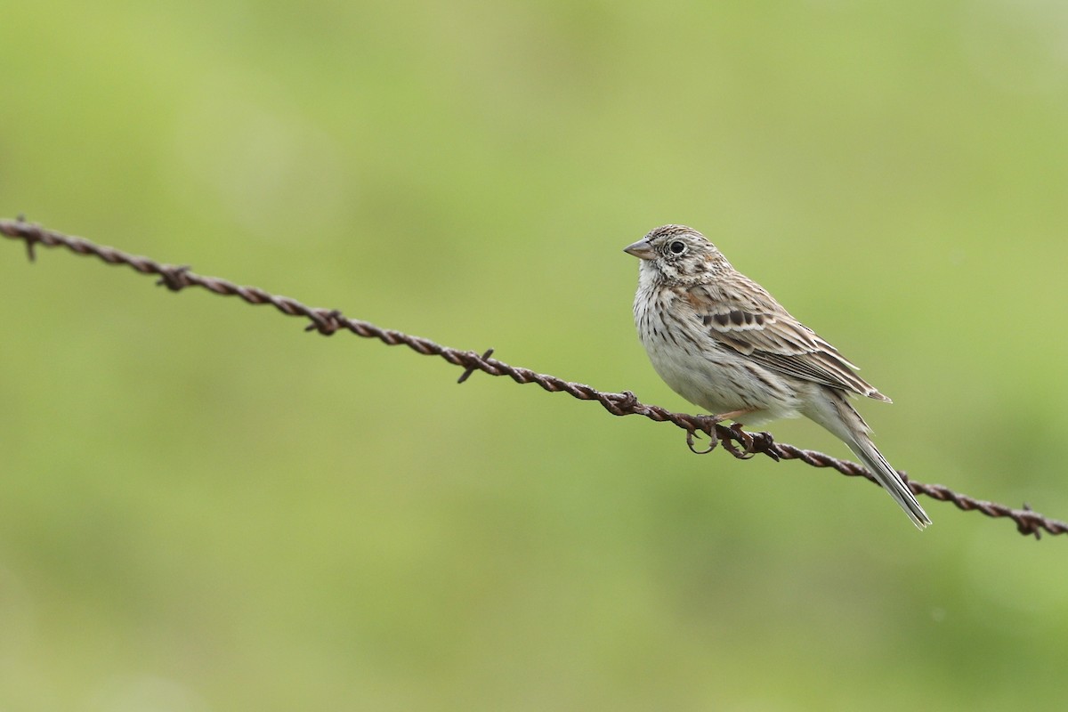 Vesper Sparrow - ML319192301