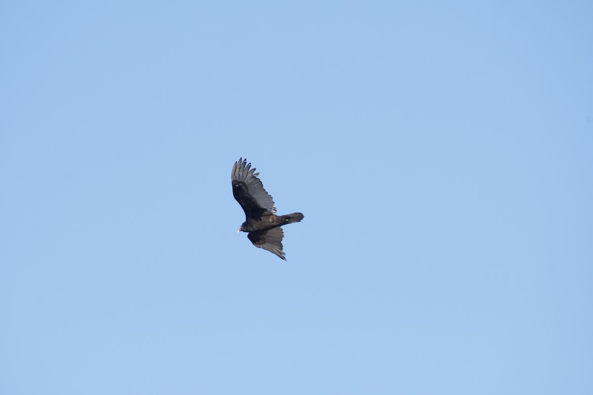 Turkey Vulture - Erin  Bowen