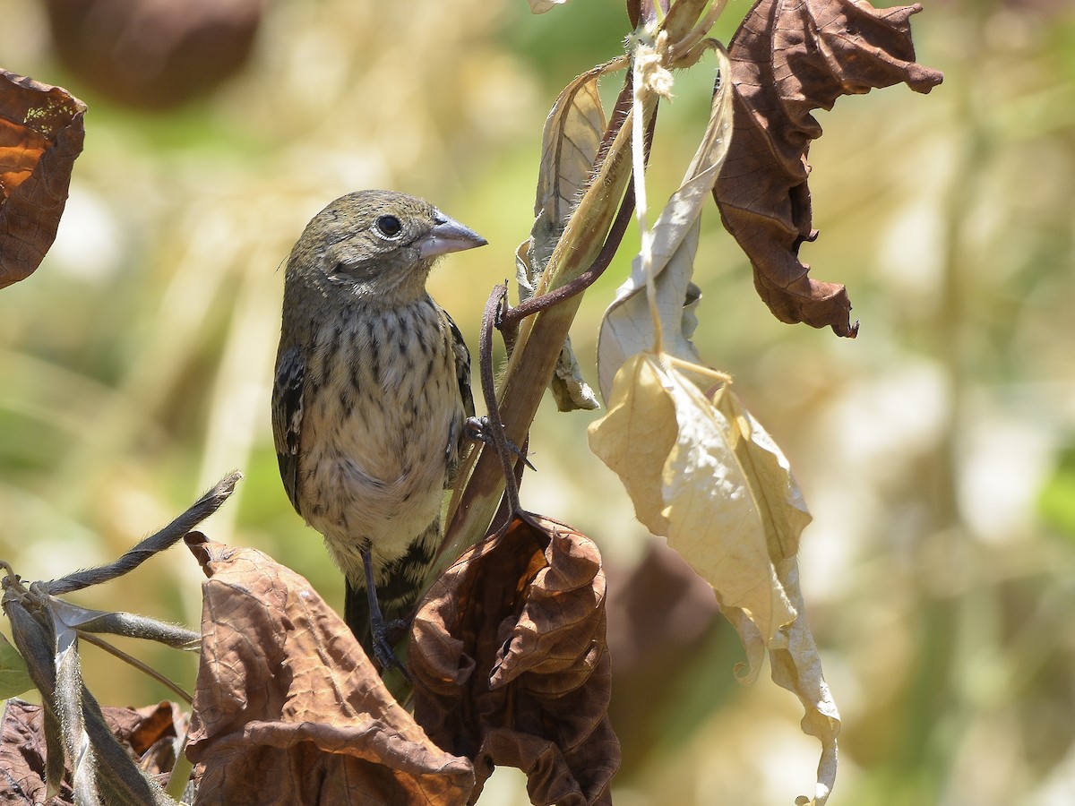 Blue-black Grassquit - ML319195591