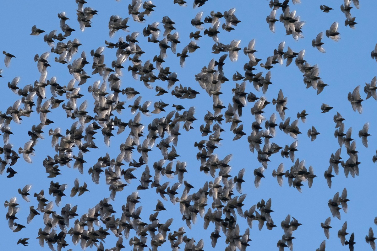 European Starling - Martin Carlin