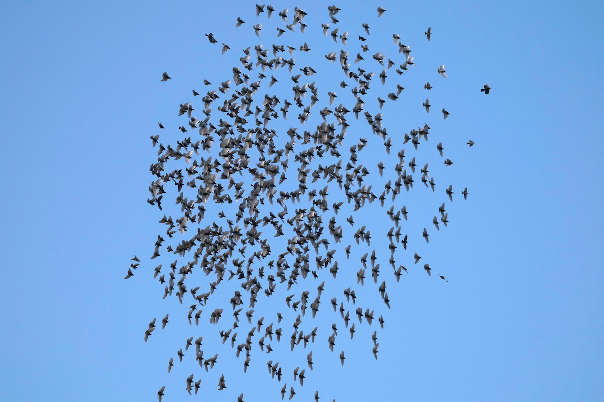 European Starling - ML319197131