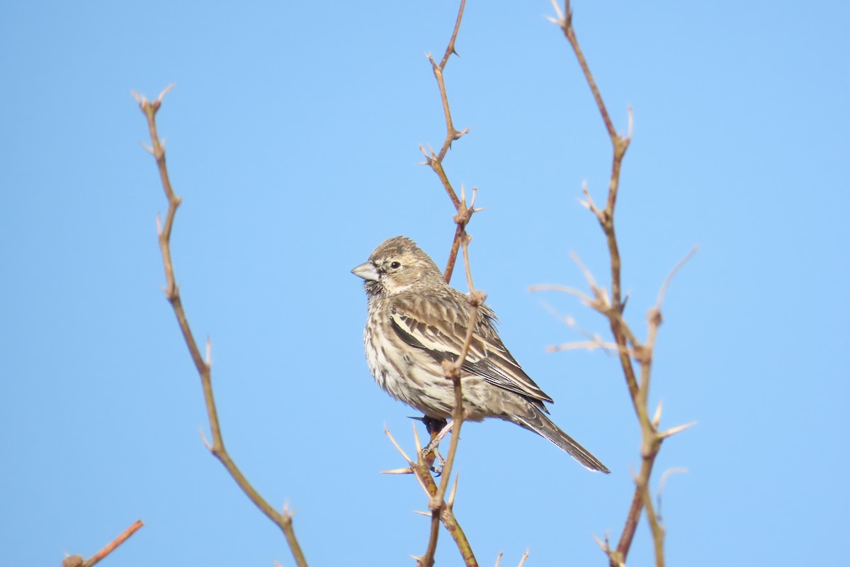 Lark Bunting - ML319198561