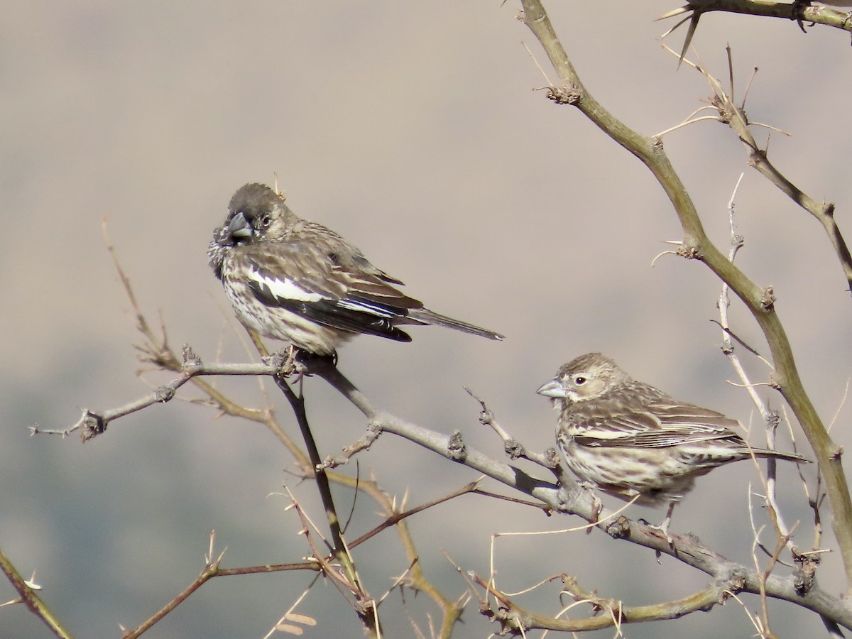 Lark Bunting - ML319198571