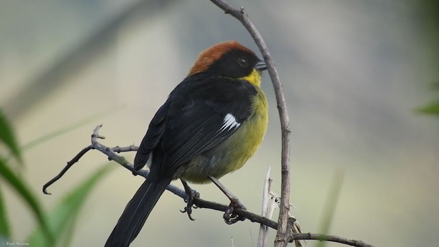 Yellow-breasted Brushfinch - ML319199031