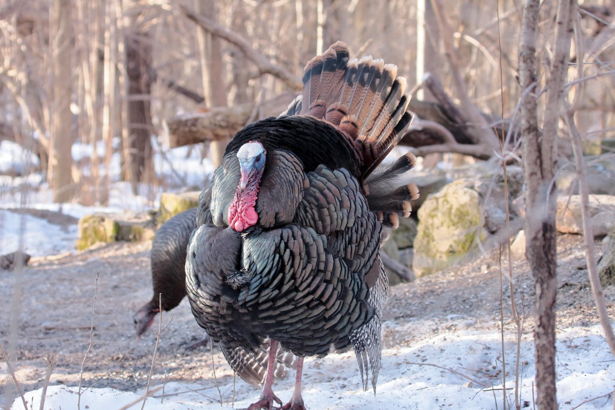 Wild Turkey - Wojciech Wybranowski