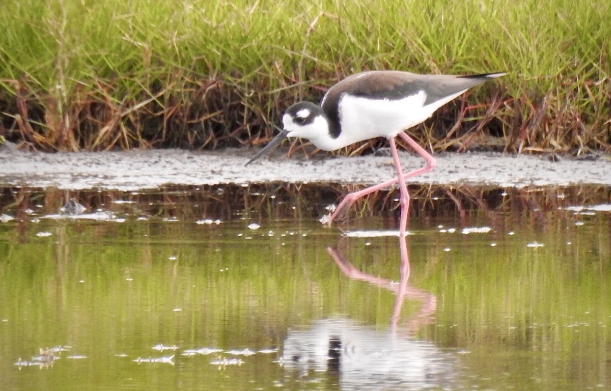 Black-necked Stilt - ML319201231