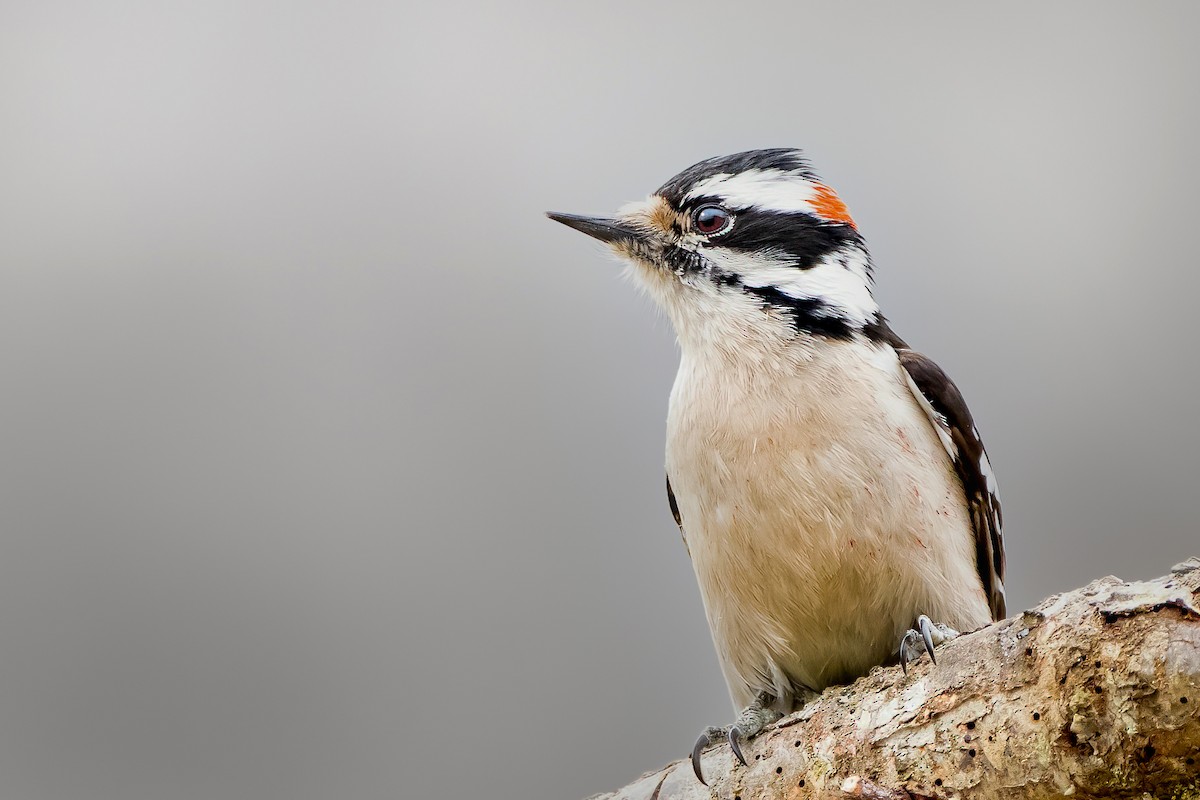 Downy Woodpecker - ML319201301