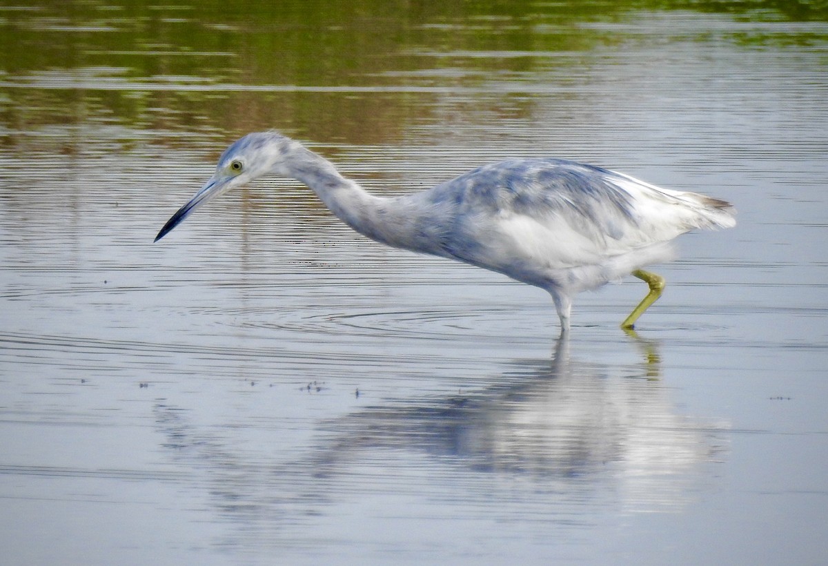 Little Blue Heron - ML319201621