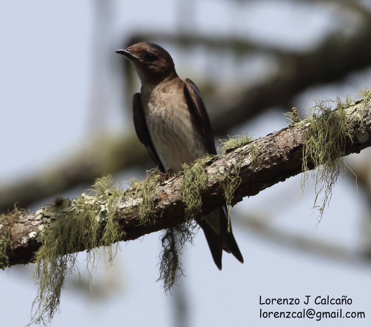 Golondrina Pechigrís - ML319202661