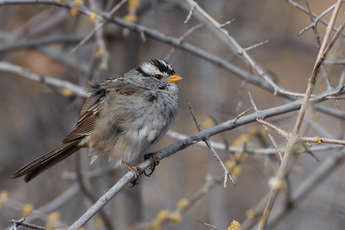 White-crowned Sparrow - ML319205831