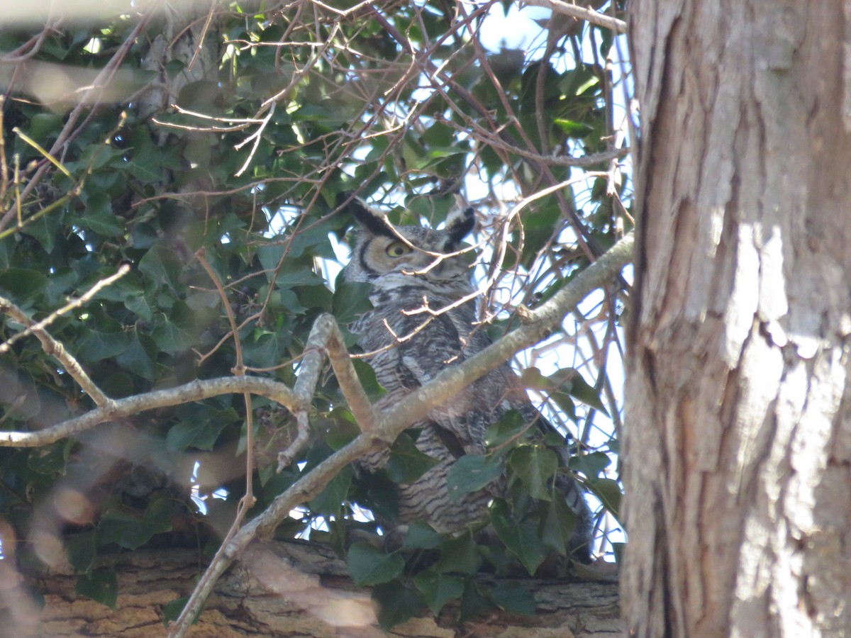 Great Horned Owl - ML319206631