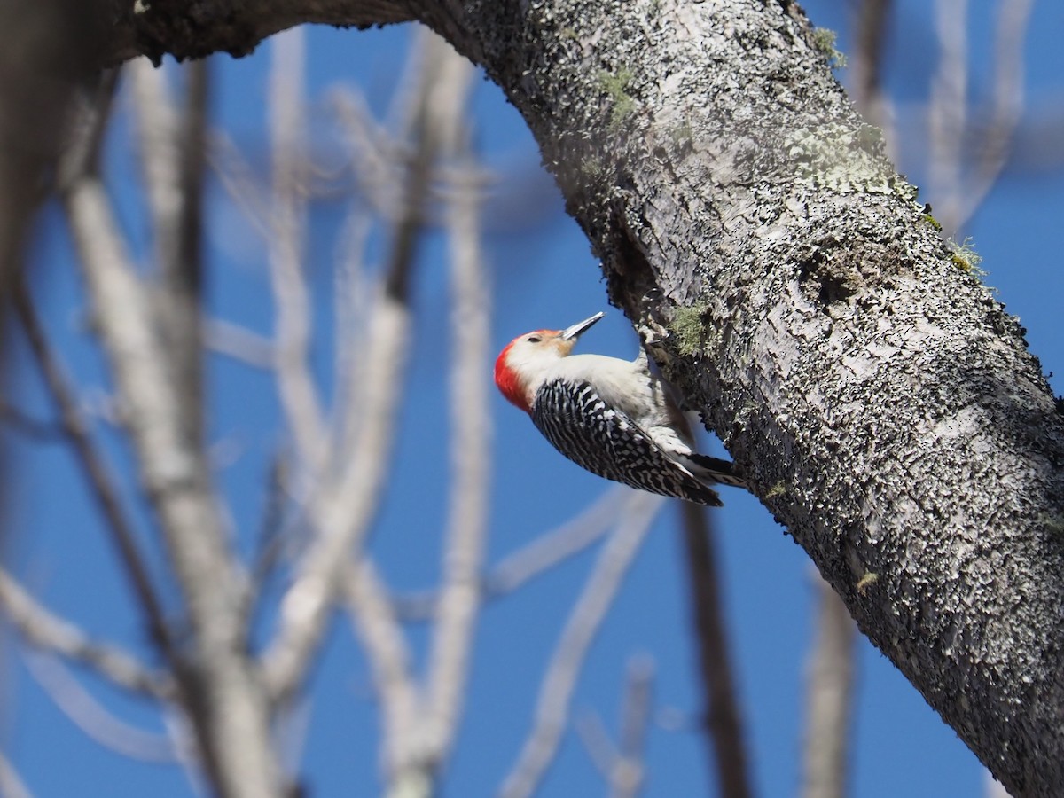 Red-bellied Woodpecker - ML319207091