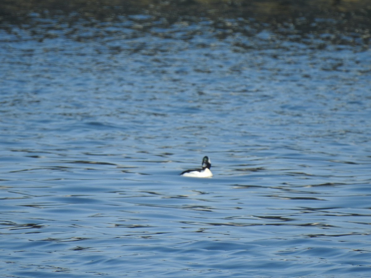 Bufflehead - Vincent Glasser