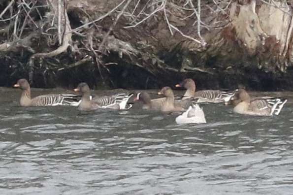 Lesser White-fronted Goose - ML319213461