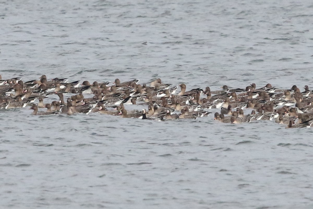 Barnacle Goose - ML319213501