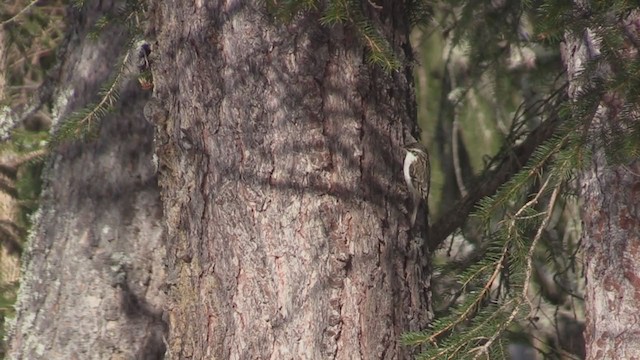 Eurasian Treecreeper - ML319215611