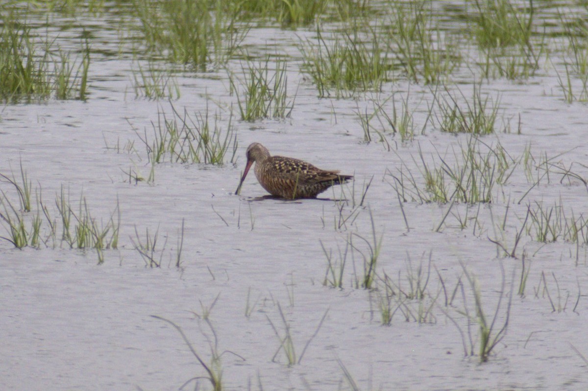 Hudsonian Godwit - ML31921631