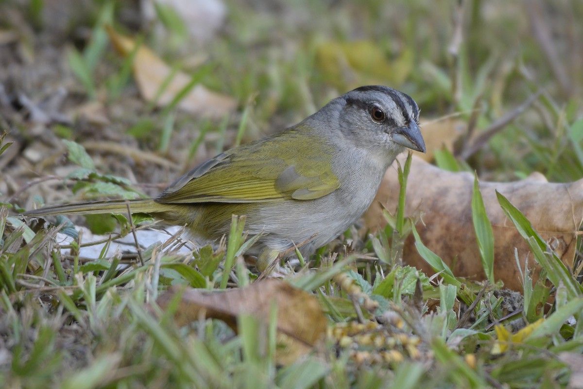 Cerquero Dorsiverde - ML319216911