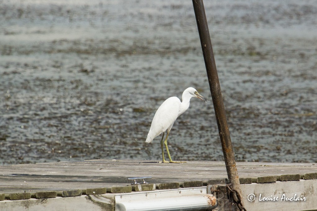 Little Blue Heron - Louise Auclair