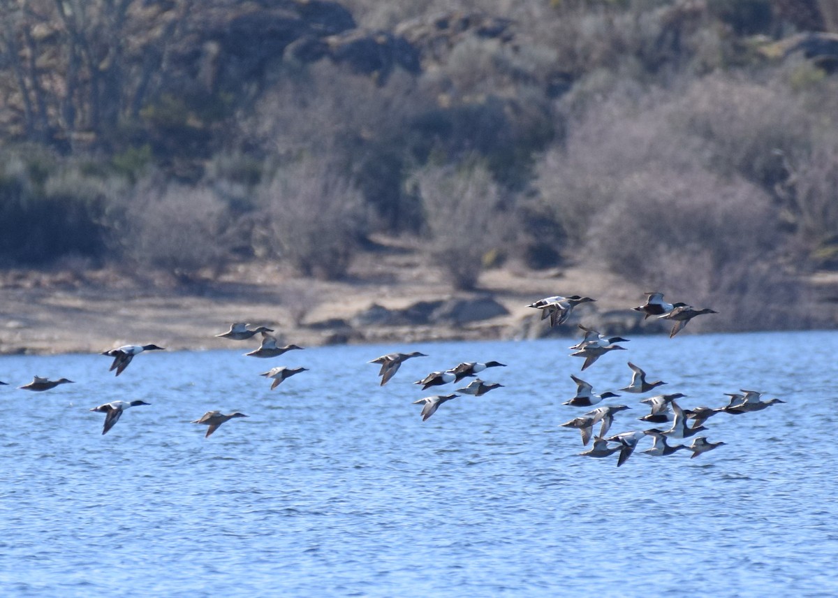 Garganey - ML319219551