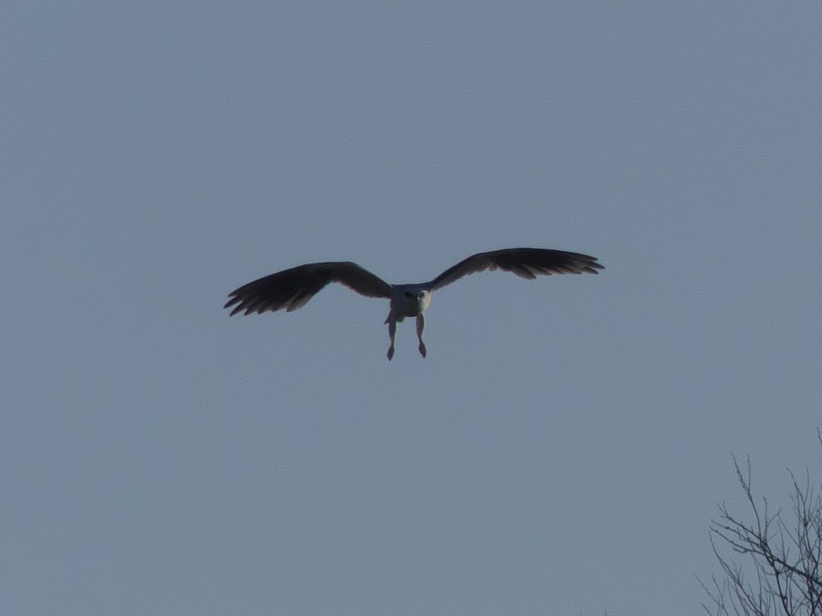 White-tailed Kite - ML319220281