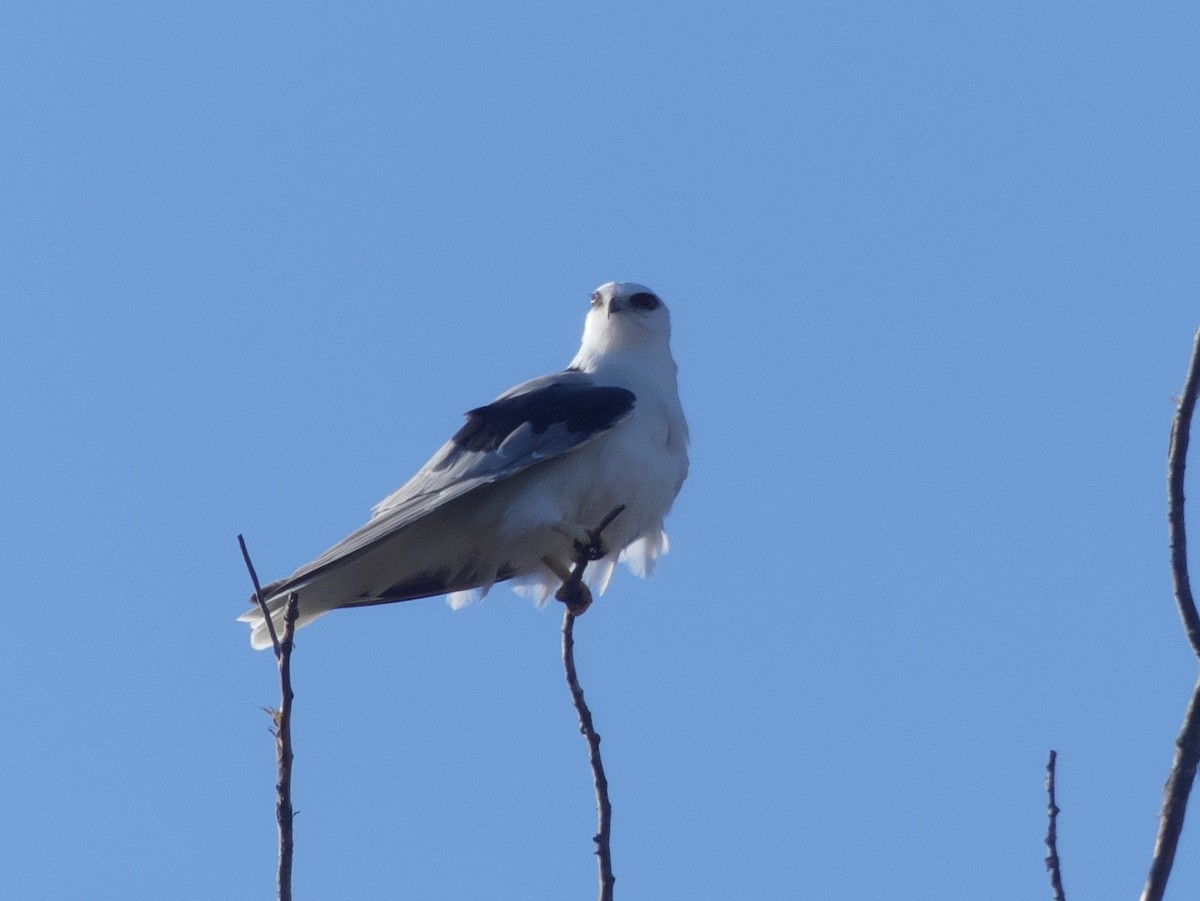 White-tailed Kite - ML319220321
