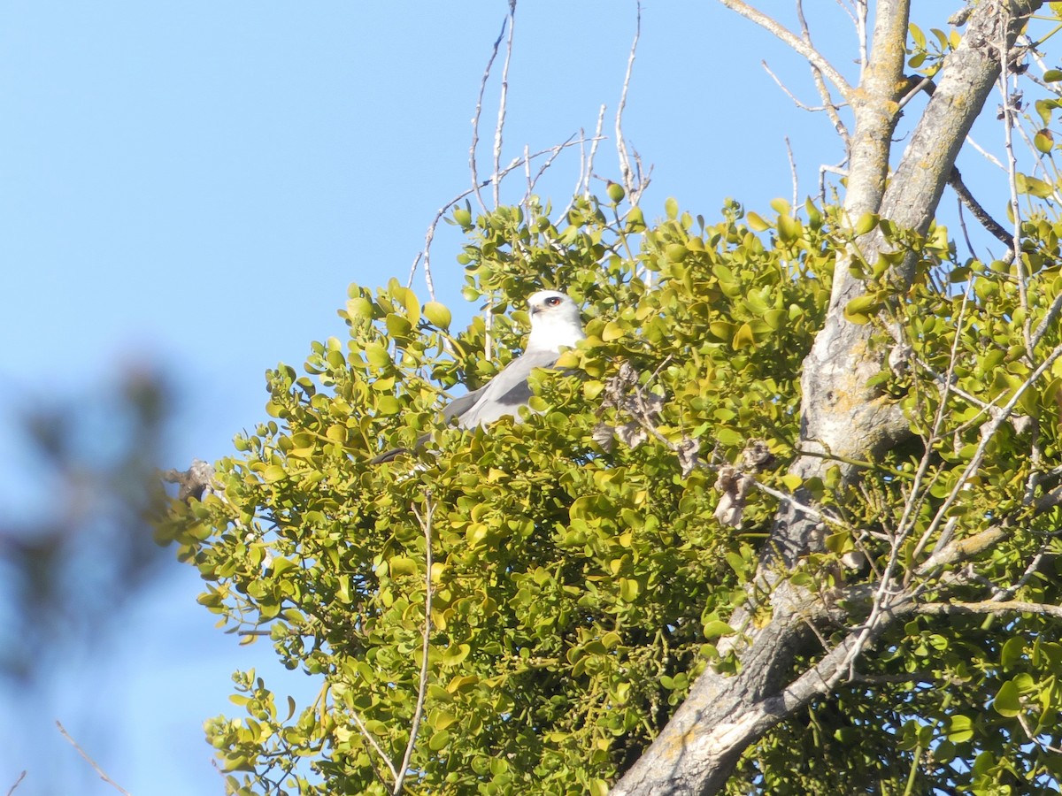 White-tailed Kite - ML319220341
