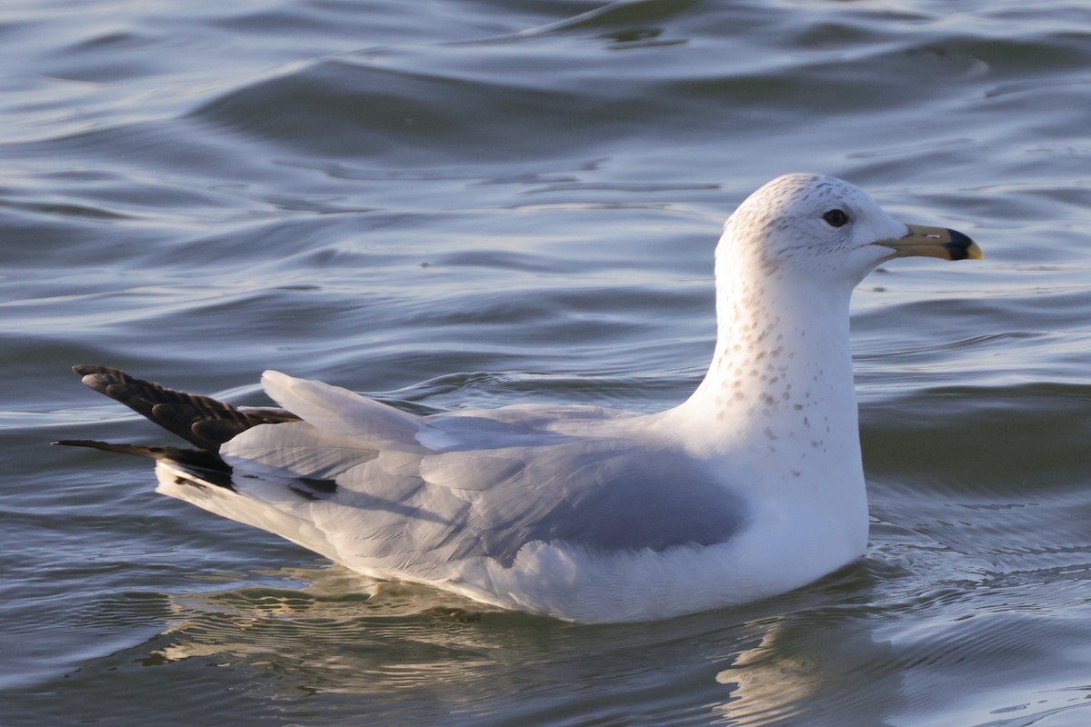 Ring-billed Gull - Tim Lenz