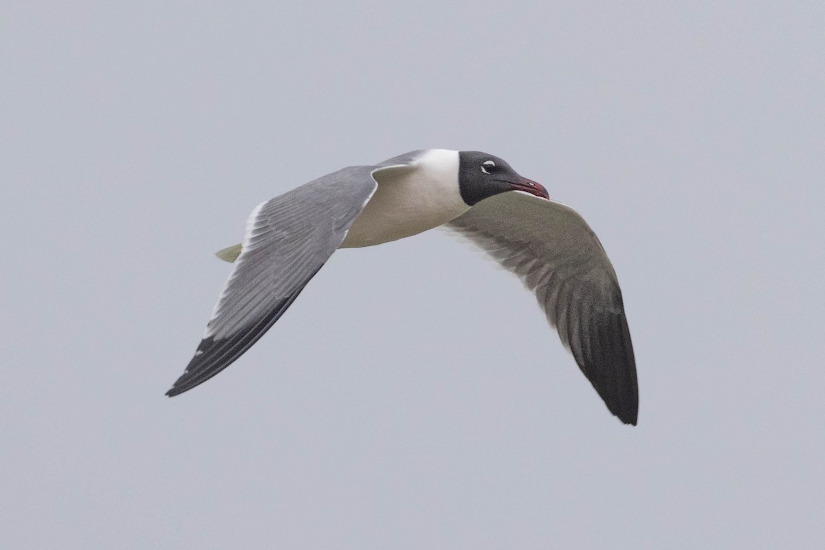 Laughing Gull - ML319224001