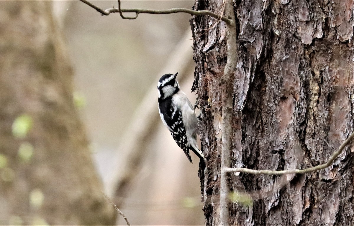Downy Woodpecker - ML319224131