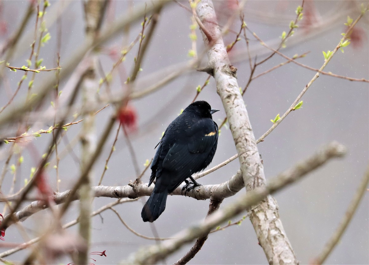 Red-winged Blackbird - ML319224391