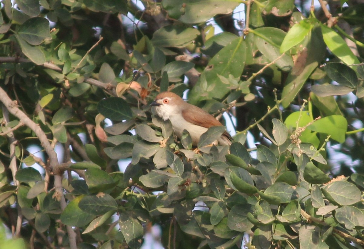 Yellow-eyed Babbler - ML319225141