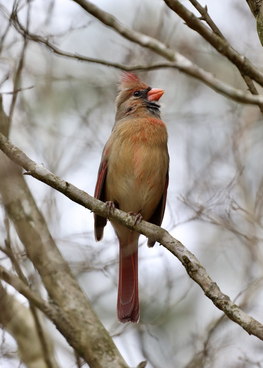 Northern Cardinal - ML319225211