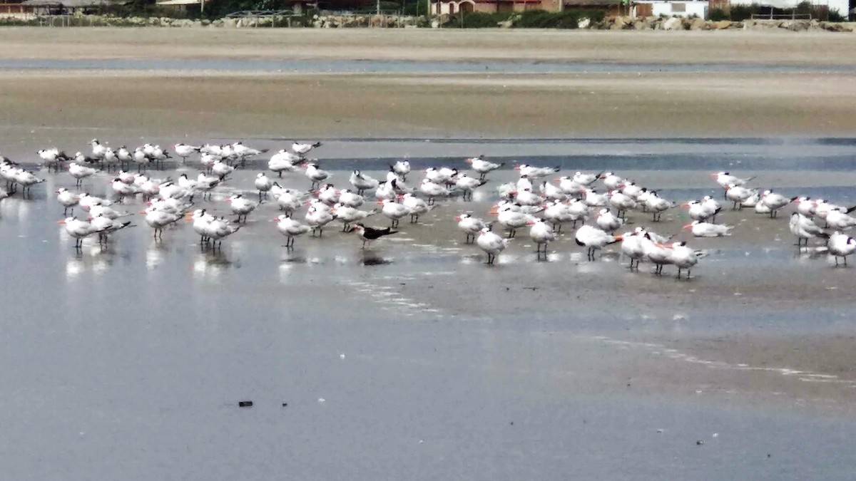 Black Skimmer - ML319226971