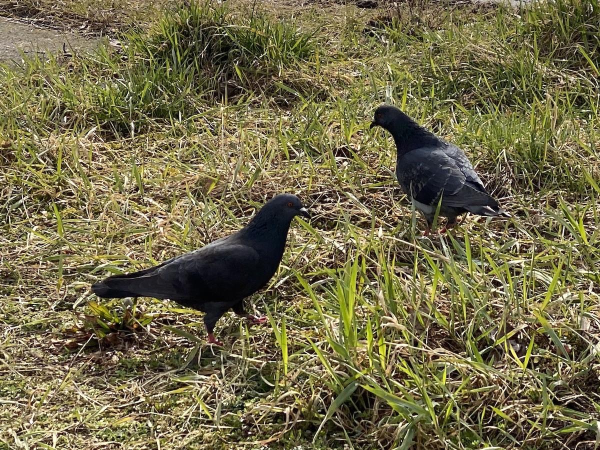 Rock Pigeon (Feral Pigeon) - ML319227111