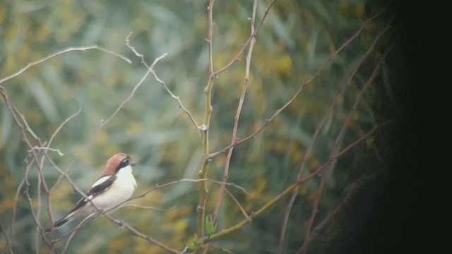 Woodchat Shrike - ML319227891