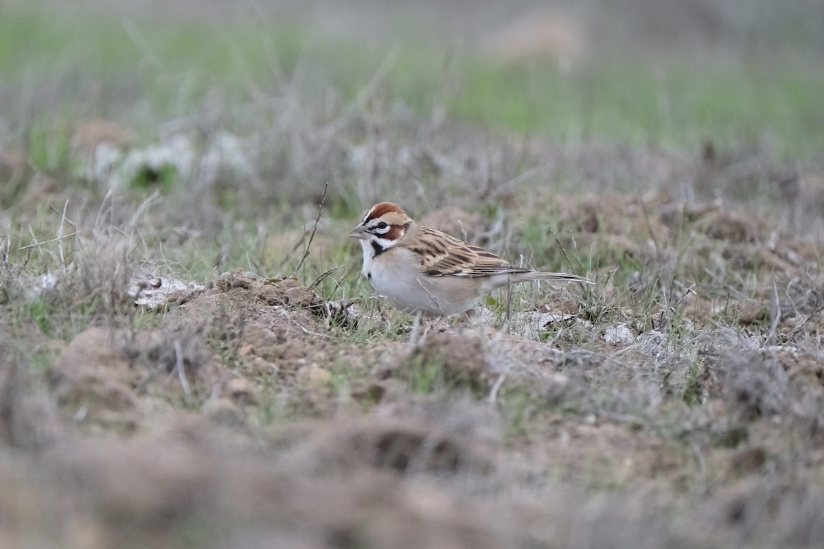 Lark Sparrow - Emilie D