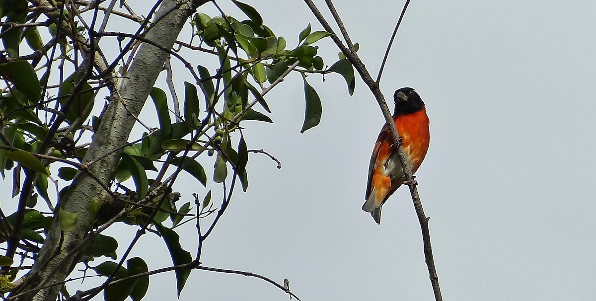 Red Siskin - ML319230581