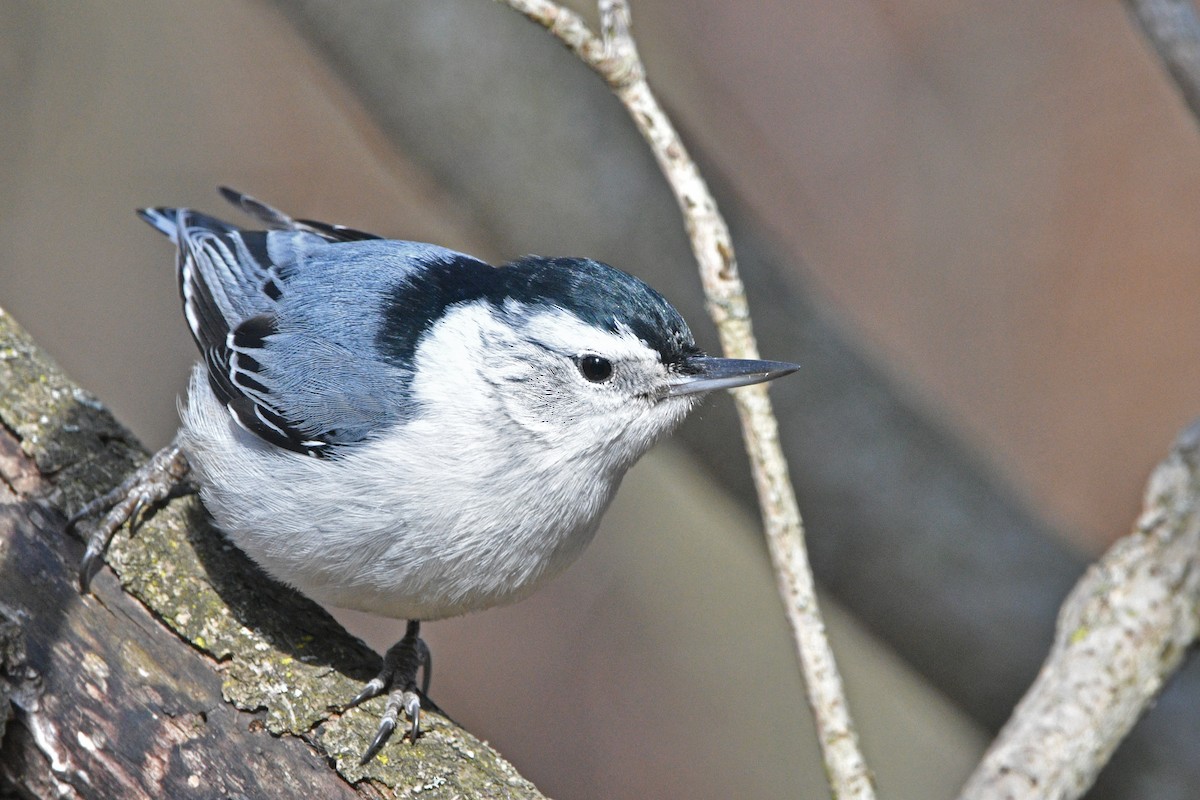 White-breasted Nuthatch - ML319231721