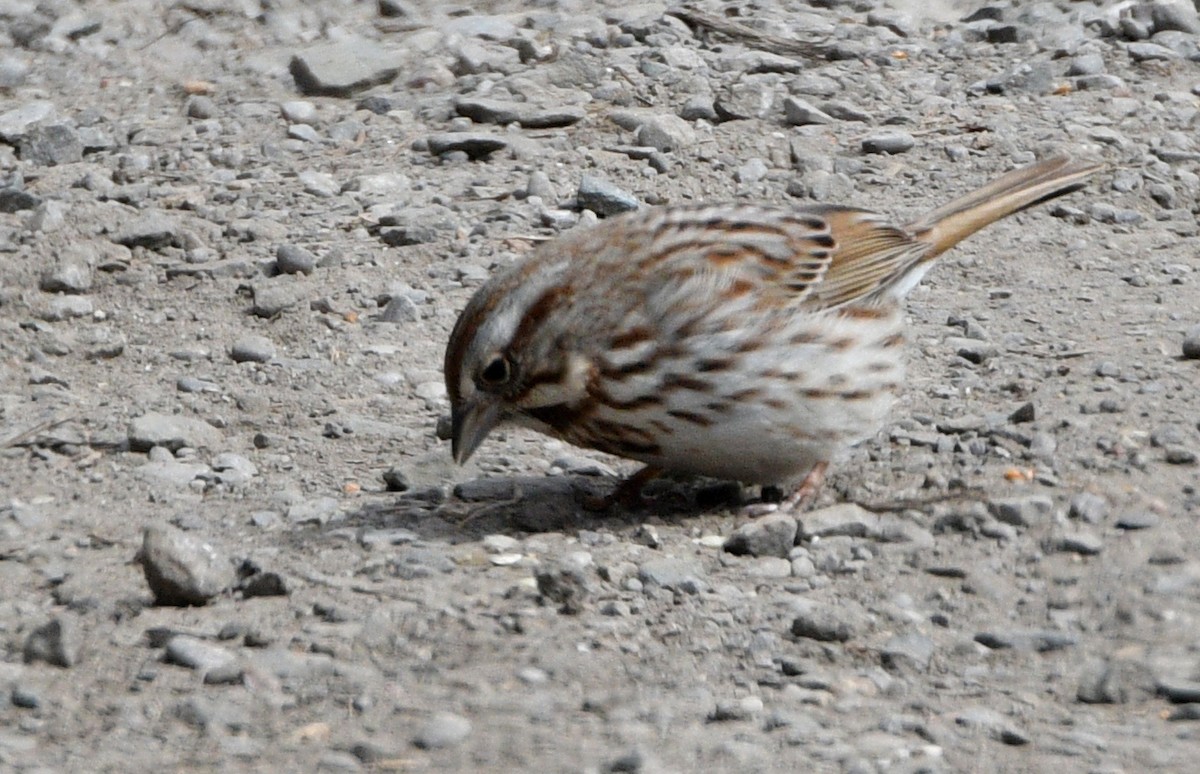 Song Sparrow - ML319232191