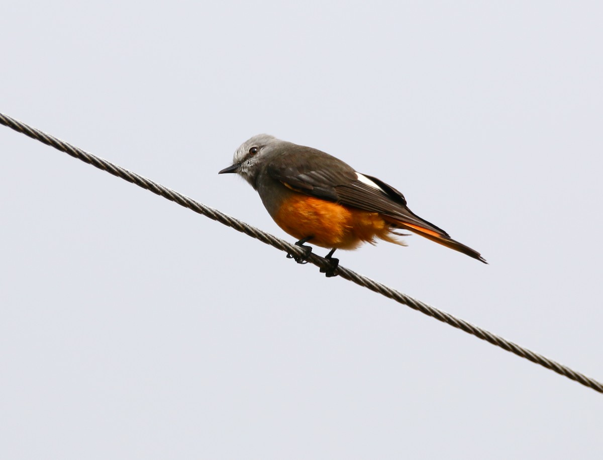 Red-rumped Bush-Tyrant - ML319232281
