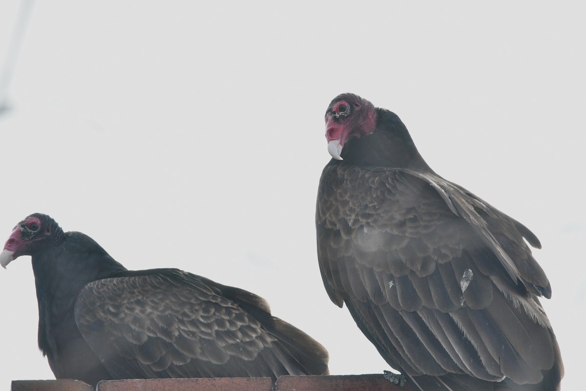 Turkey Vulture - ML319232421