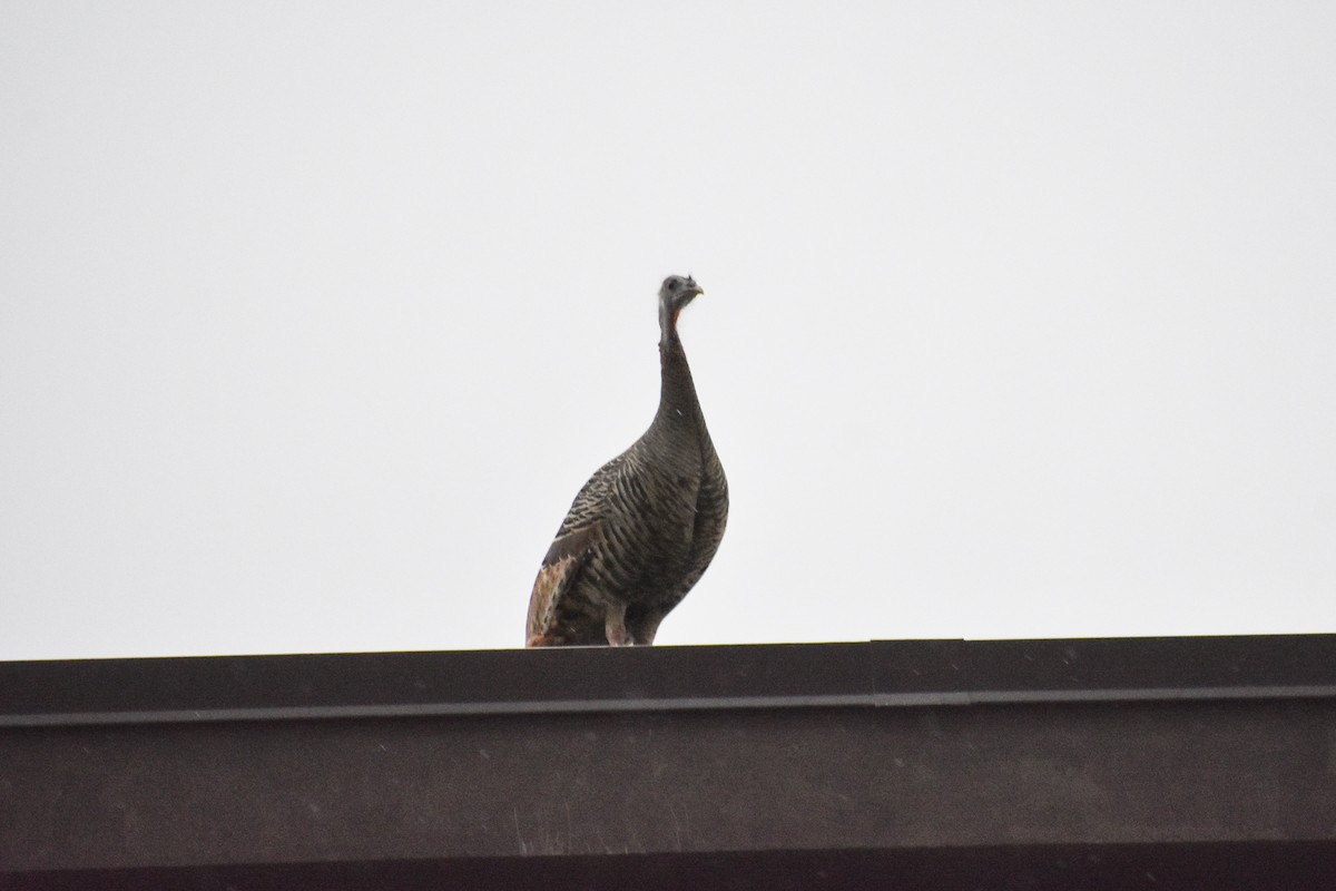 Tacchino selvatico - ML319233971