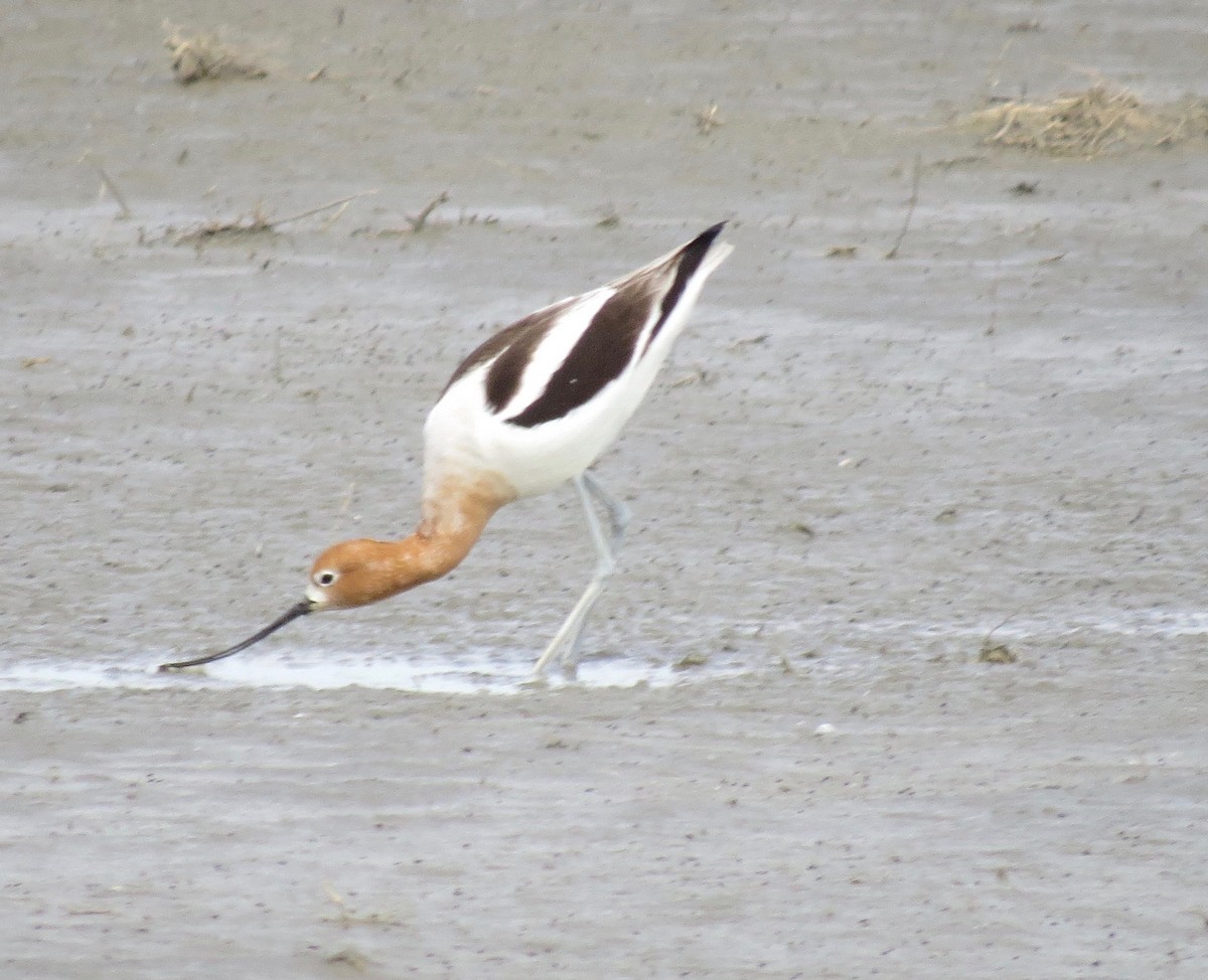 American Avocet - ML319234131